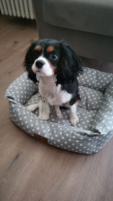 Instructor dersaj canin