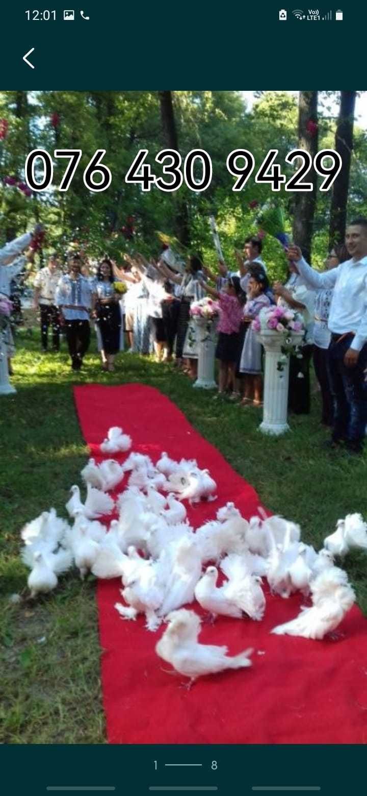 Porumbei pentru evenimente nunti