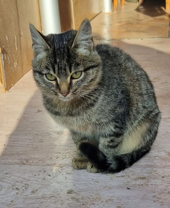 Отдам кошечку в добрые руки.