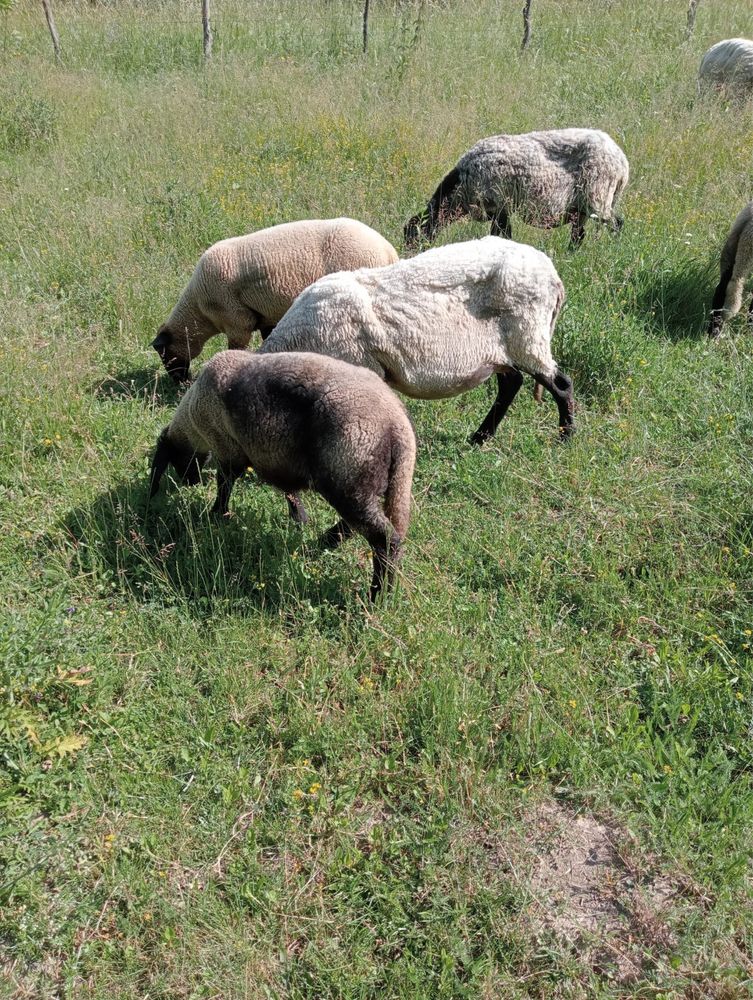 Mieluțe carabașe