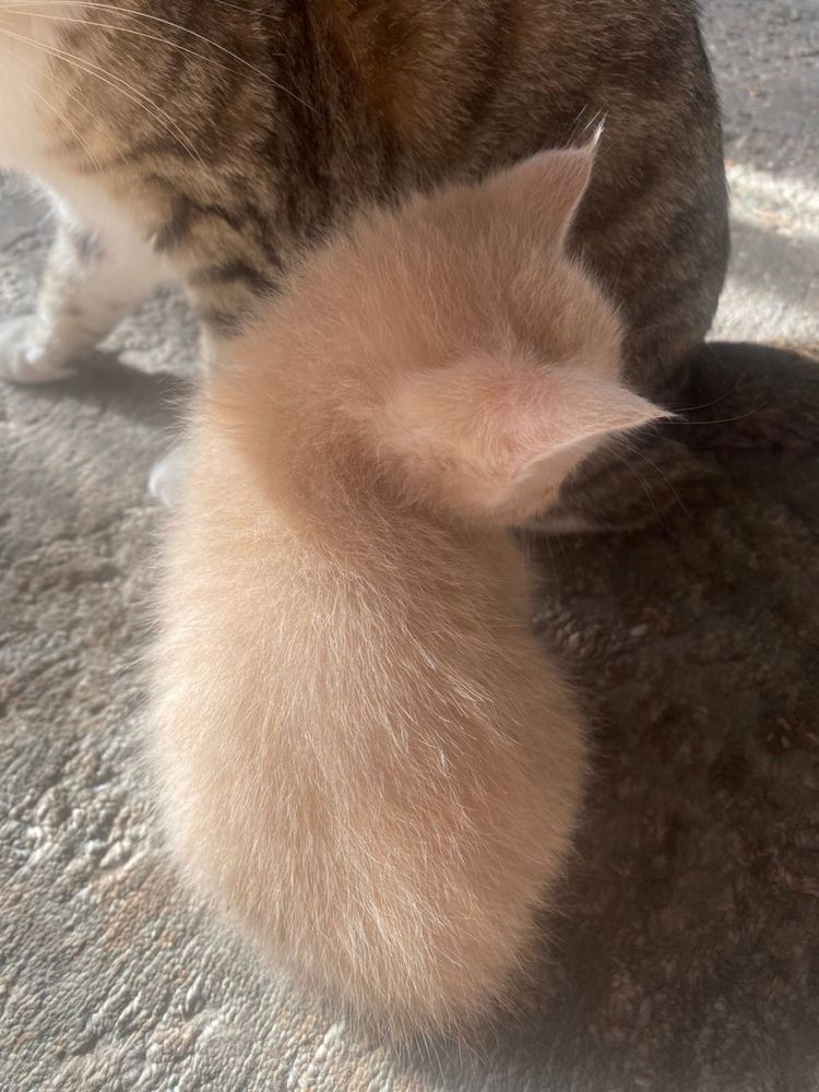 Отдам котят в добрые руки