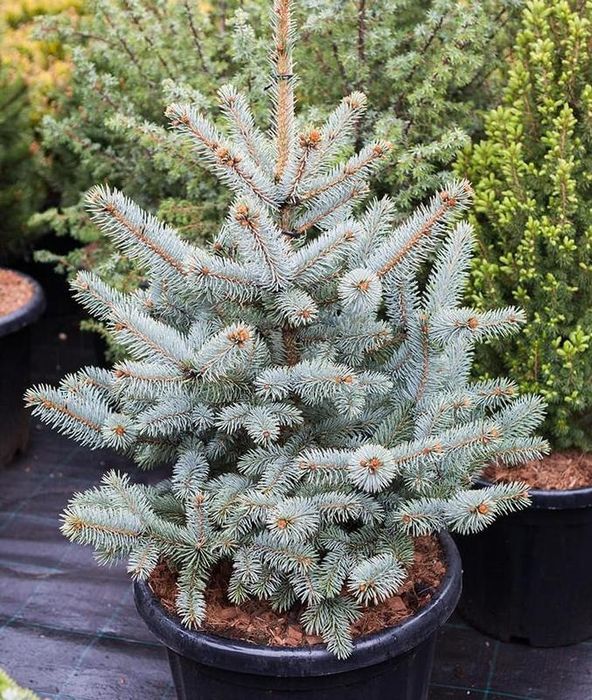 Голубая Ель живая в горшках