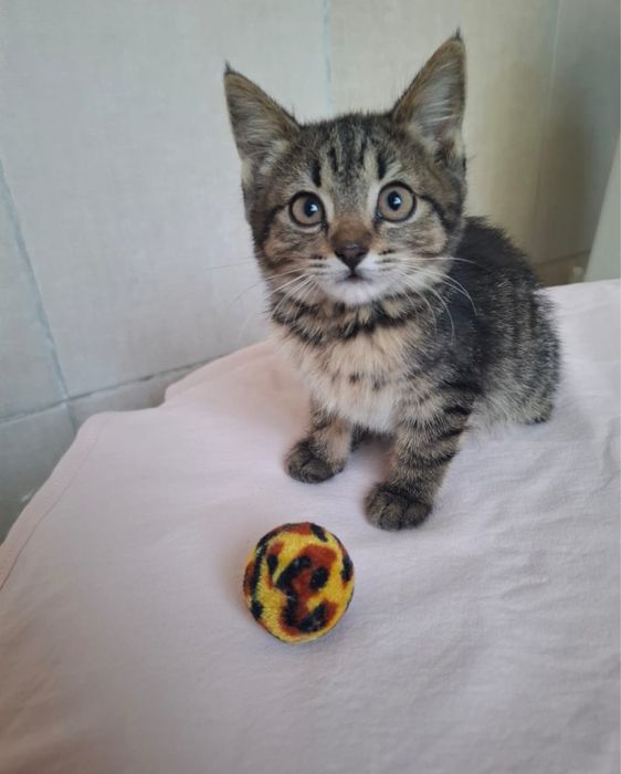 Отдам котят в добрые руки, 1,5 месяца