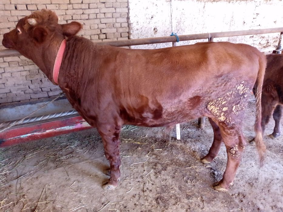 Йош гибрид укиз 27 дан