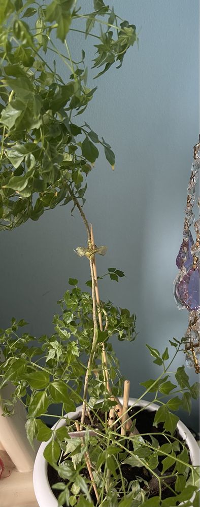 Изумрудное дерево,  родермахера комнатные растения