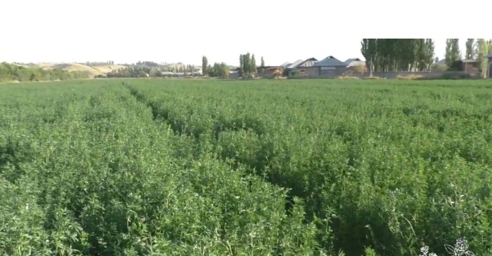 Беда боғ боғланган