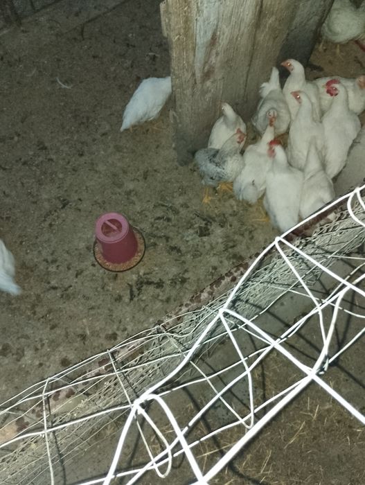 Vând pui pentru sacrificat