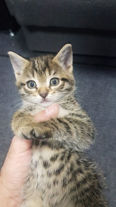 Котята ждут своих хозяев возможно доставка