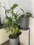 Plante de interior