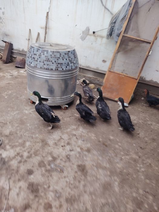 Ўрдак аркак 2 кл зияд чикади