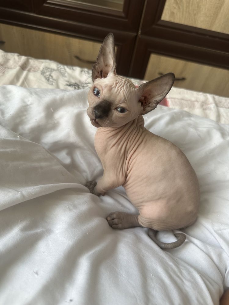 Котенца канадски сфинкс