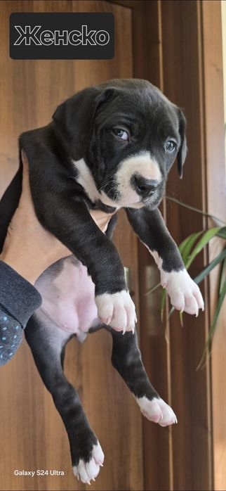 Питбули за продажба