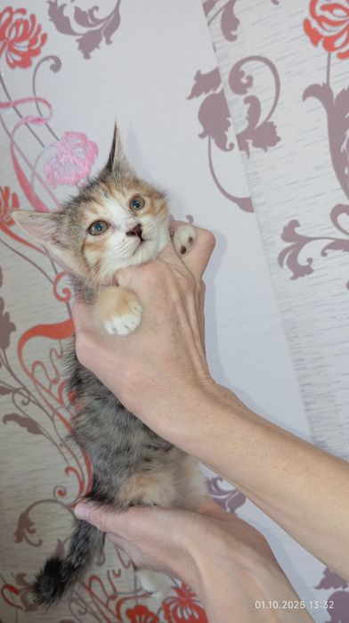 Отдал котёнка в добрые руки