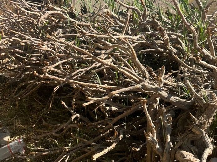 Продаётся дрова Саксаул