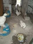 Vând oua mătasă japoneza 8 lei buc și oua de păun 30 lei buc