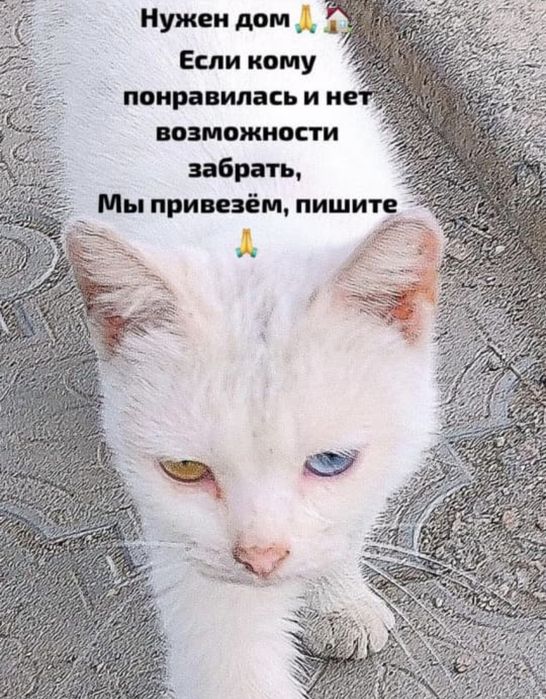 Турецкая ангора ищет дом