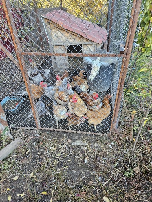 Gaini si cocosi rasa mixta sau/si oua