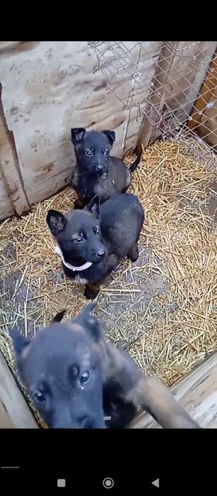 Тозза конли малиня боллари