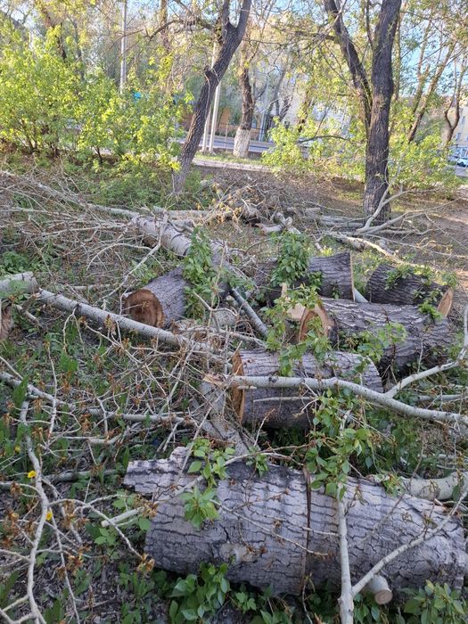 Отдам дрова даром