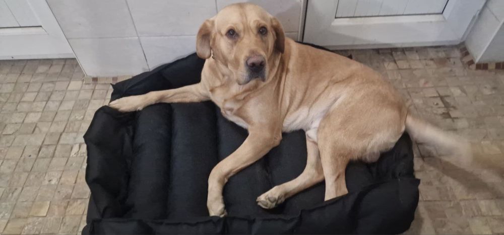 Лежанка для больших собак