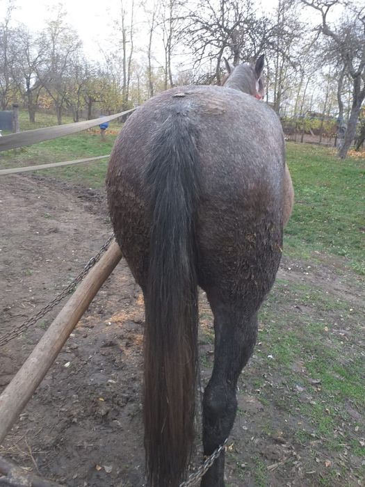 Iapa de 4 ani de vanzare