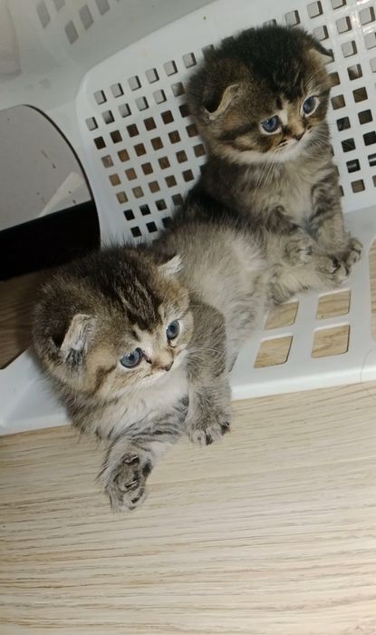 Роскошные котята  Скоттиш фолд золотые девочки и мальчики