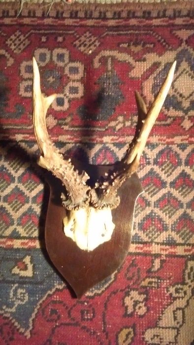 trofeu pereche de coarne de cerb cu suport din lemn