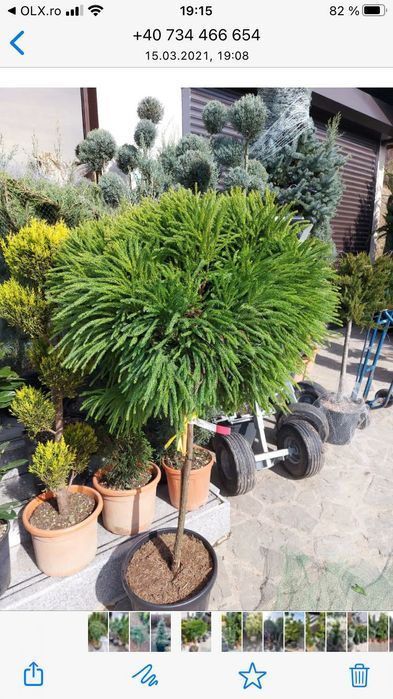 Vindem plante de gradina tuia la ghiveci