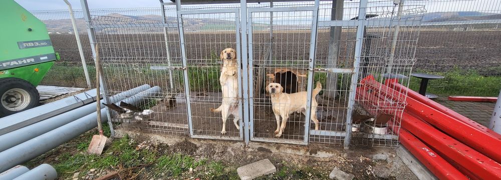 Donez doi  Labradori