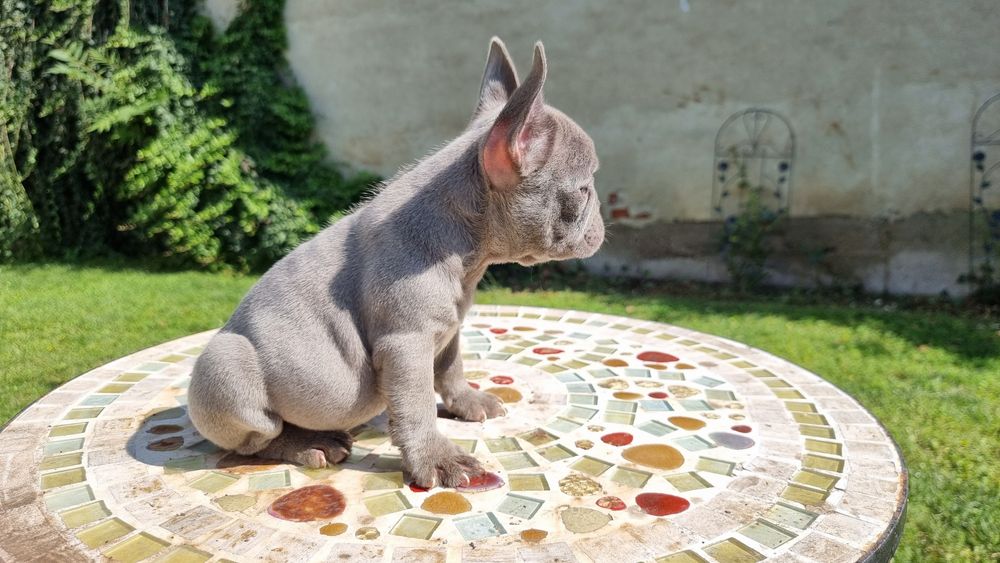 Bulldog francez femela