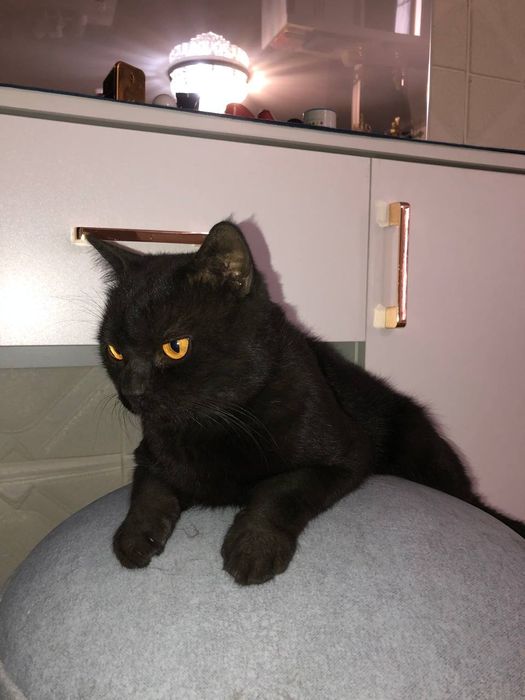 Кот Скотиш страйт продаю