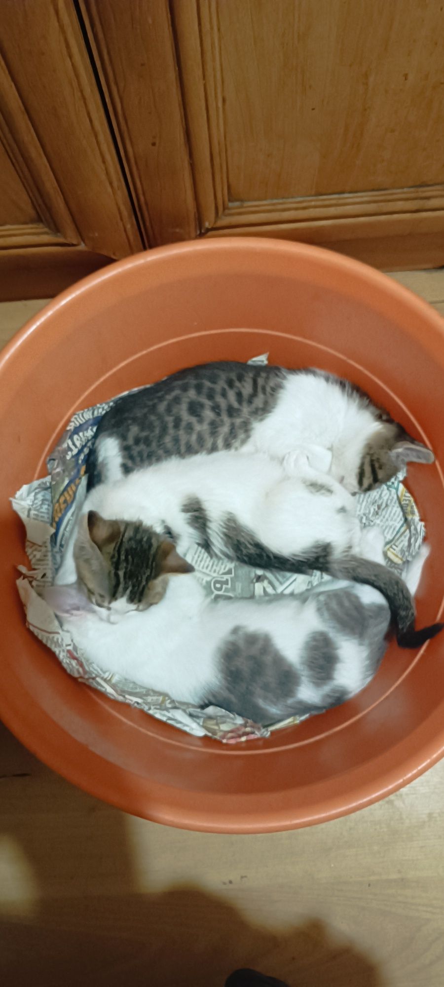 Подарявам малки котета