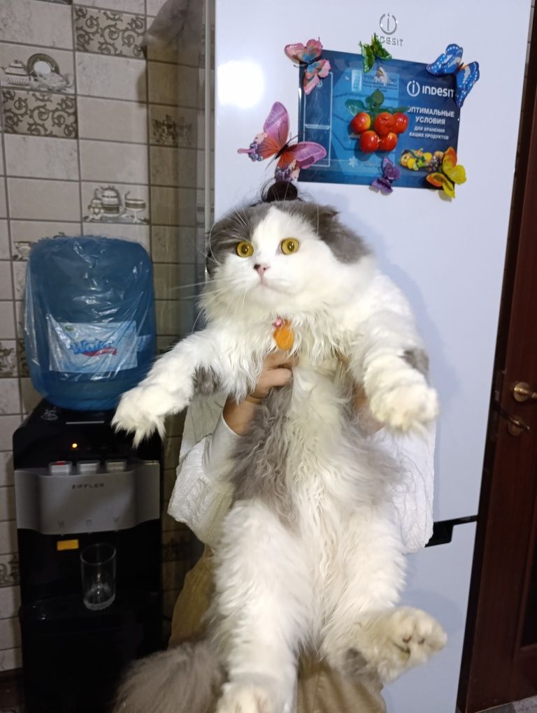 Asal kuyovga kelin kerak
