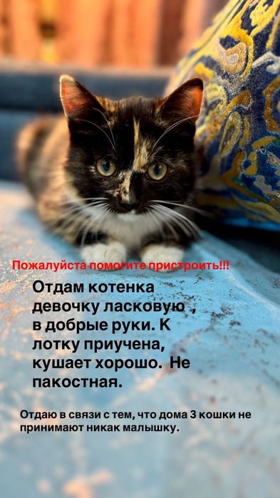 Котенок в добрые руки