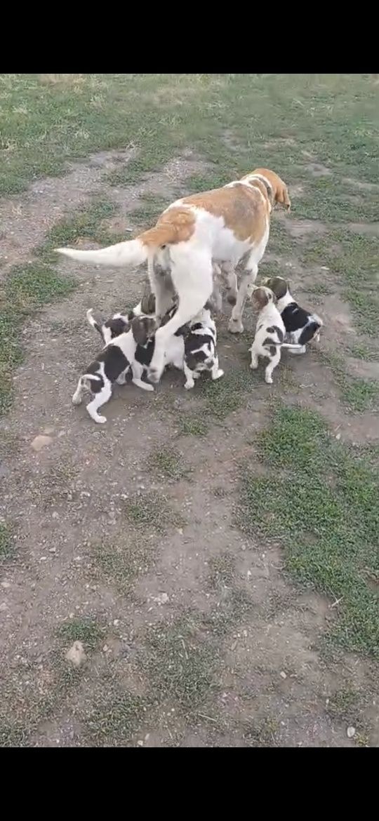 Продам щенят продам