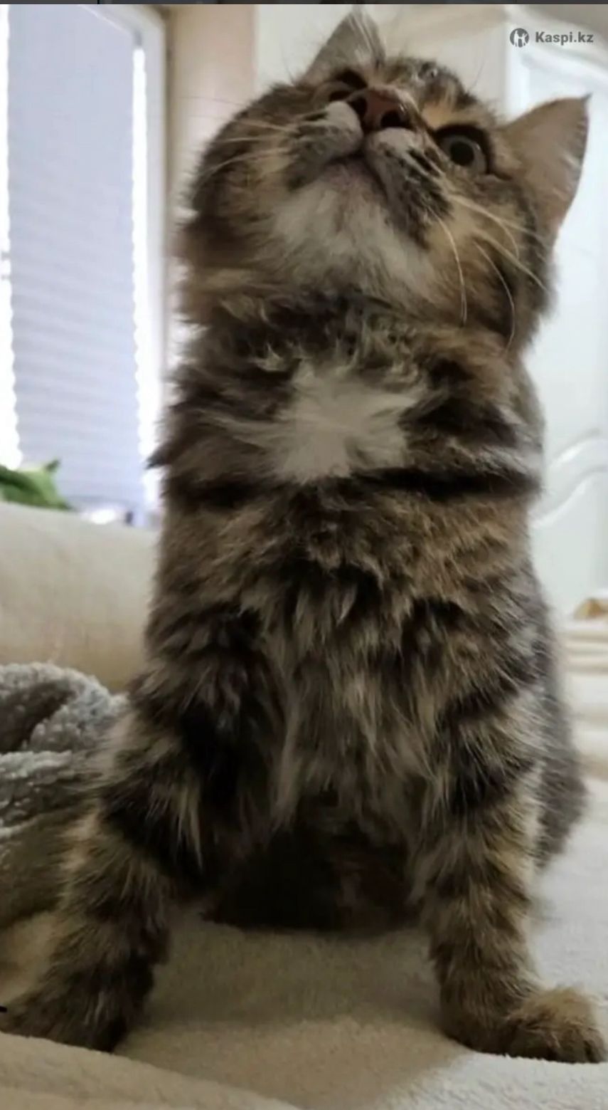 Кошка в добрые руки