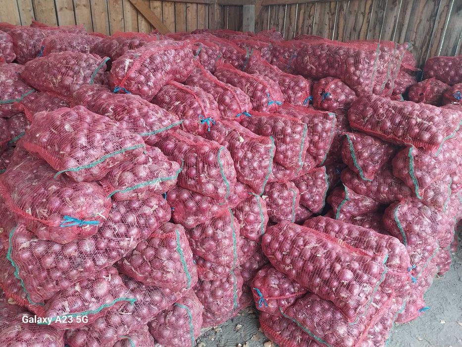 Ceapă de vanzare alb sau rosu