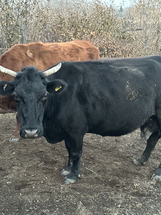 Продам Корову Зеренда