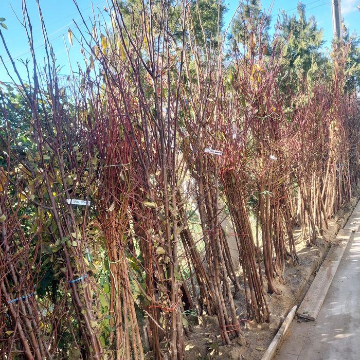 Pomi fructiferi de toate soiurile – altoiți, sănătoși și productivi