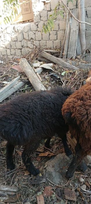 Bugoz quylar sotiladi