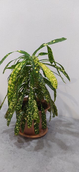 Комнатное растение - кротон.