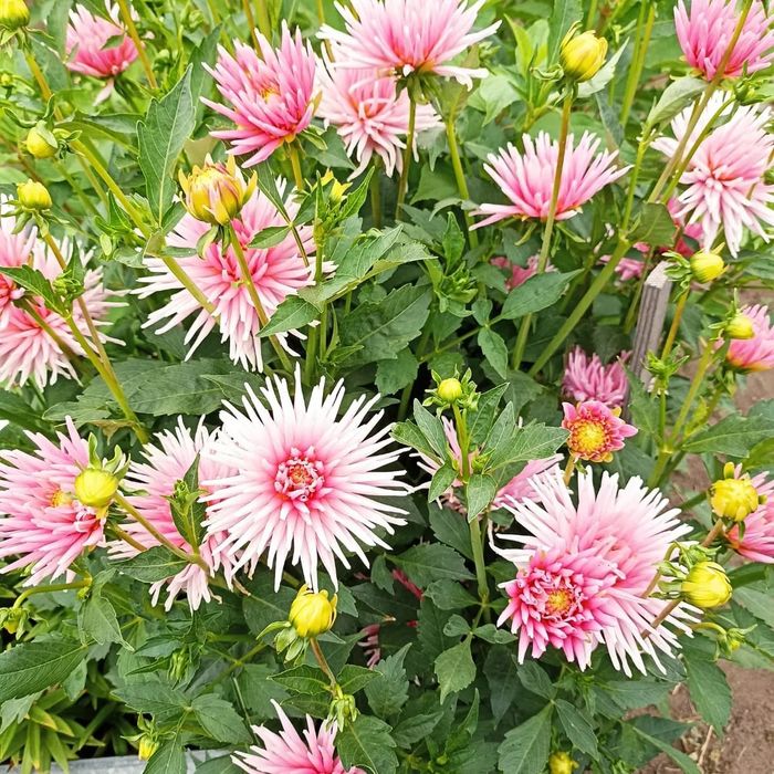 Георгина бордюрная