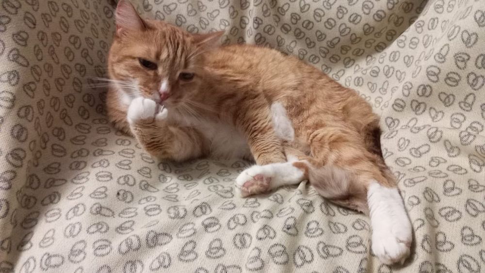 Зайка ищет свою семью.