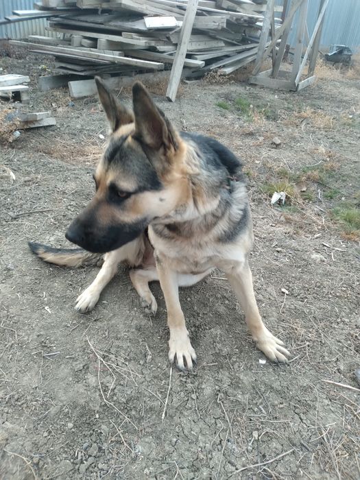 Неміс  овчаркасы