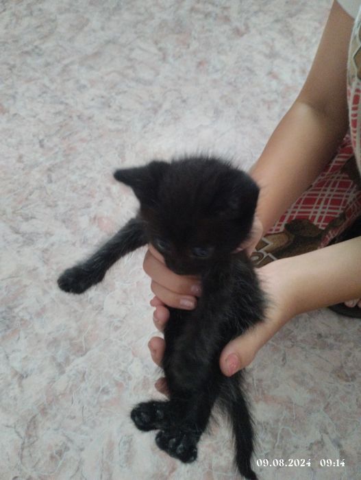 Отдам в добрые руки котенка мальчика