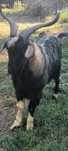 Tap alpin Francez       1 an  jumate