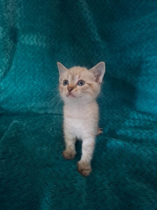 Отдам котят в добрые руки!!!