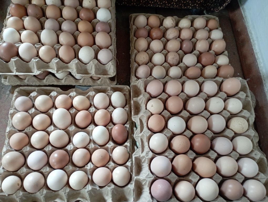 Продам инкубоционные яйца