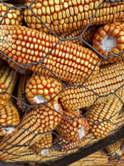Porumb stiuleti producție 2025