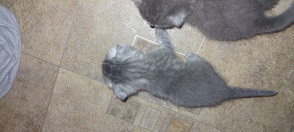 Котята вислоухие